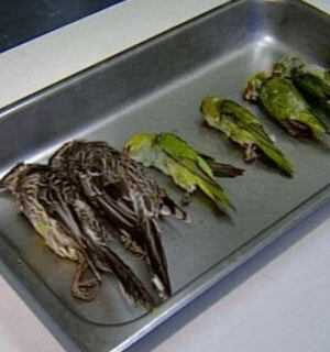 Solving the Mystery of Mass Bird Deaths