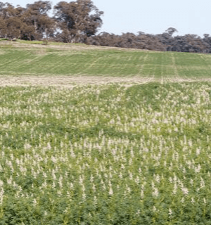 Science Brings Gains for Lupin Production
